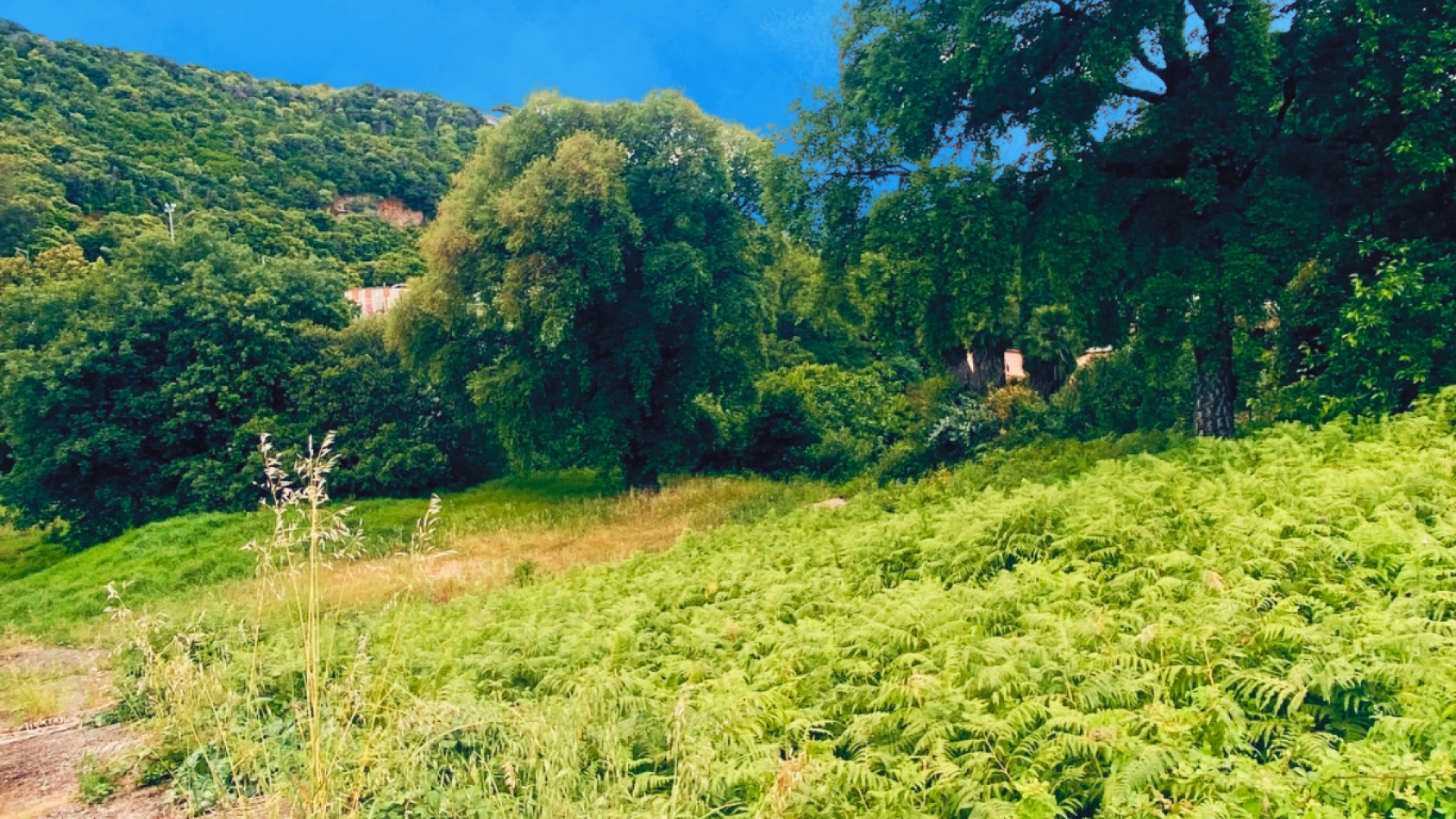OLETTA : Terrain constructible nu.